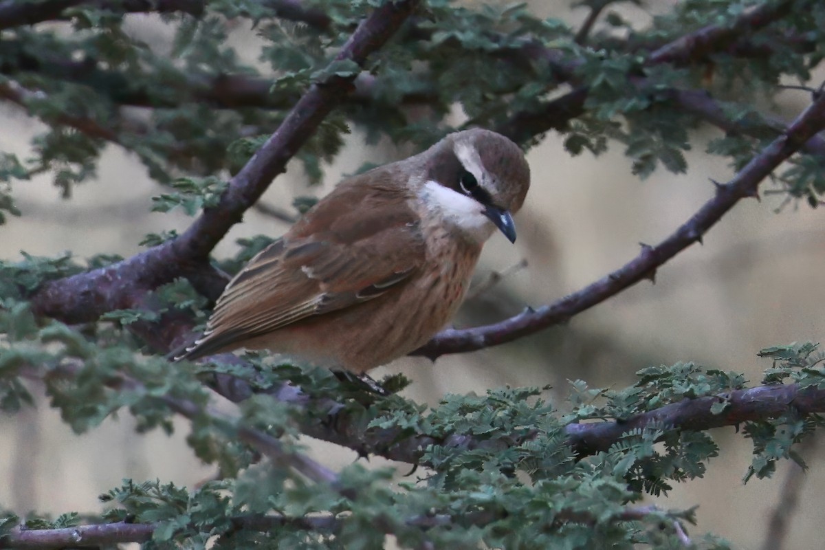 Herero Chat - ML646154069