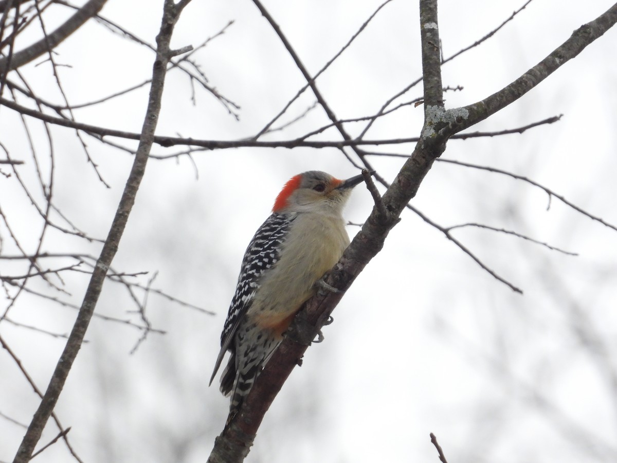 Red-bellied Woodpecker - ML646154070