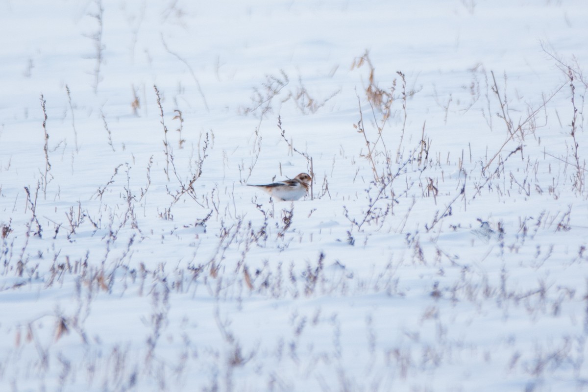 Snow Bunting - ML646154075