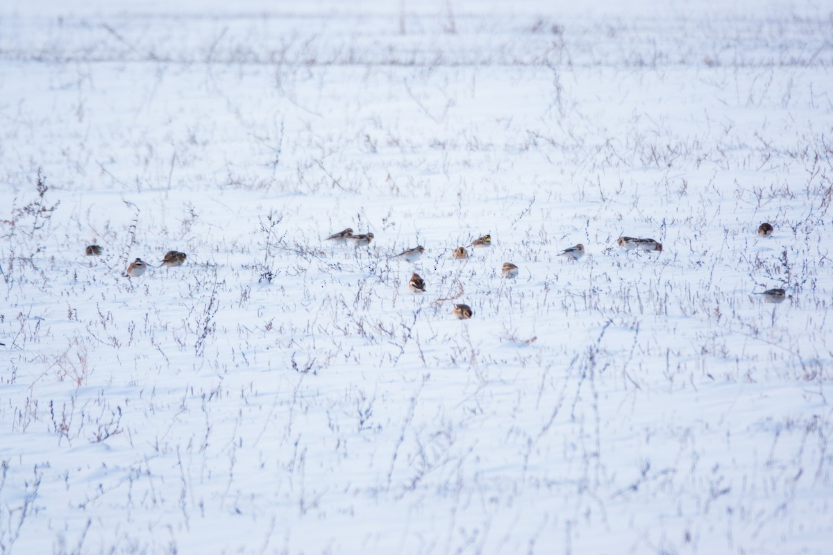 Snow Bunting - ML646154076