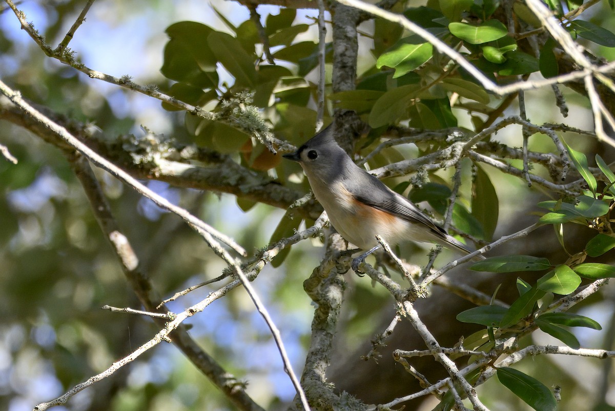 Tufted Titmouse - ML646154090