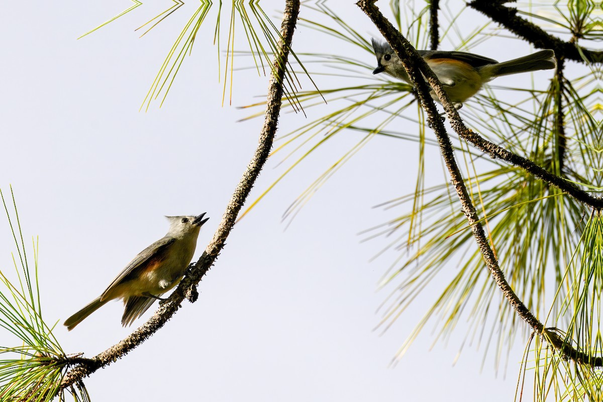 Tufted Titmouse - ML646154092