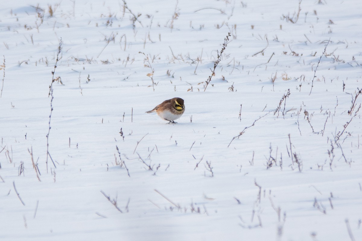 Horned Lark - ML646154106