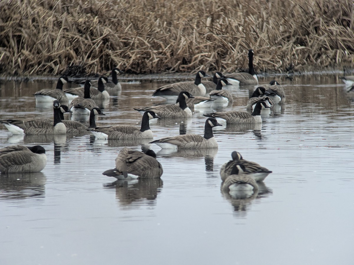 ברנטה קנדית - ML646154117