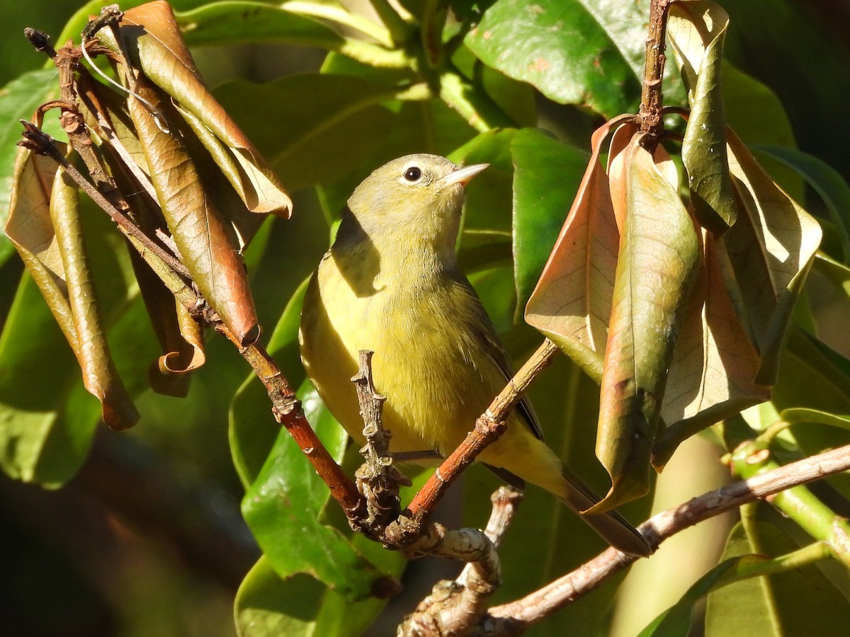 Orange-crowned Warbler - ML646154118