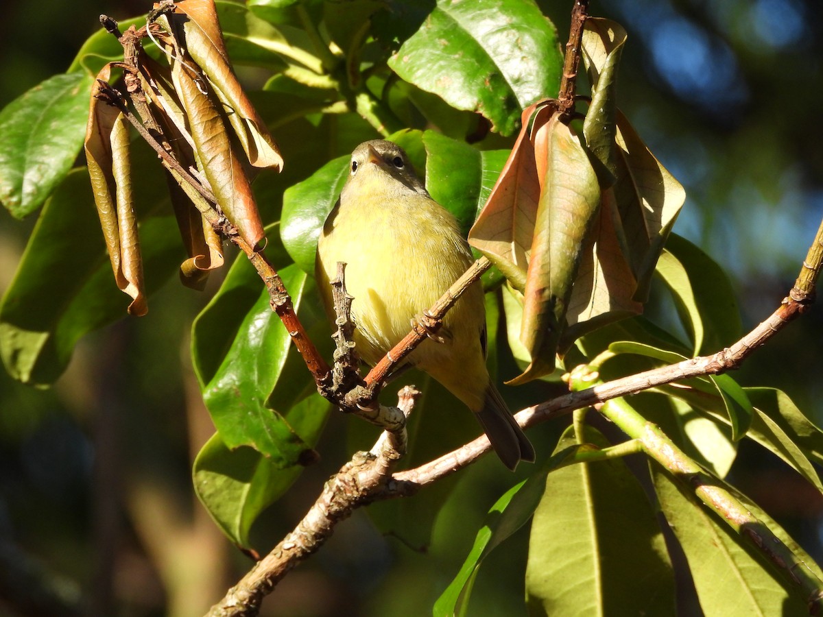 Orange-crowned Warbler - ML646154119
