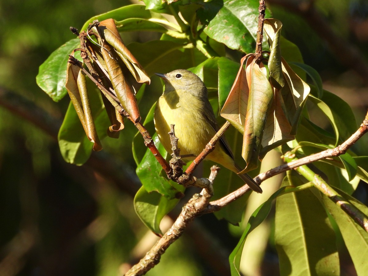 Orange-crowned Warbler - ML646154120