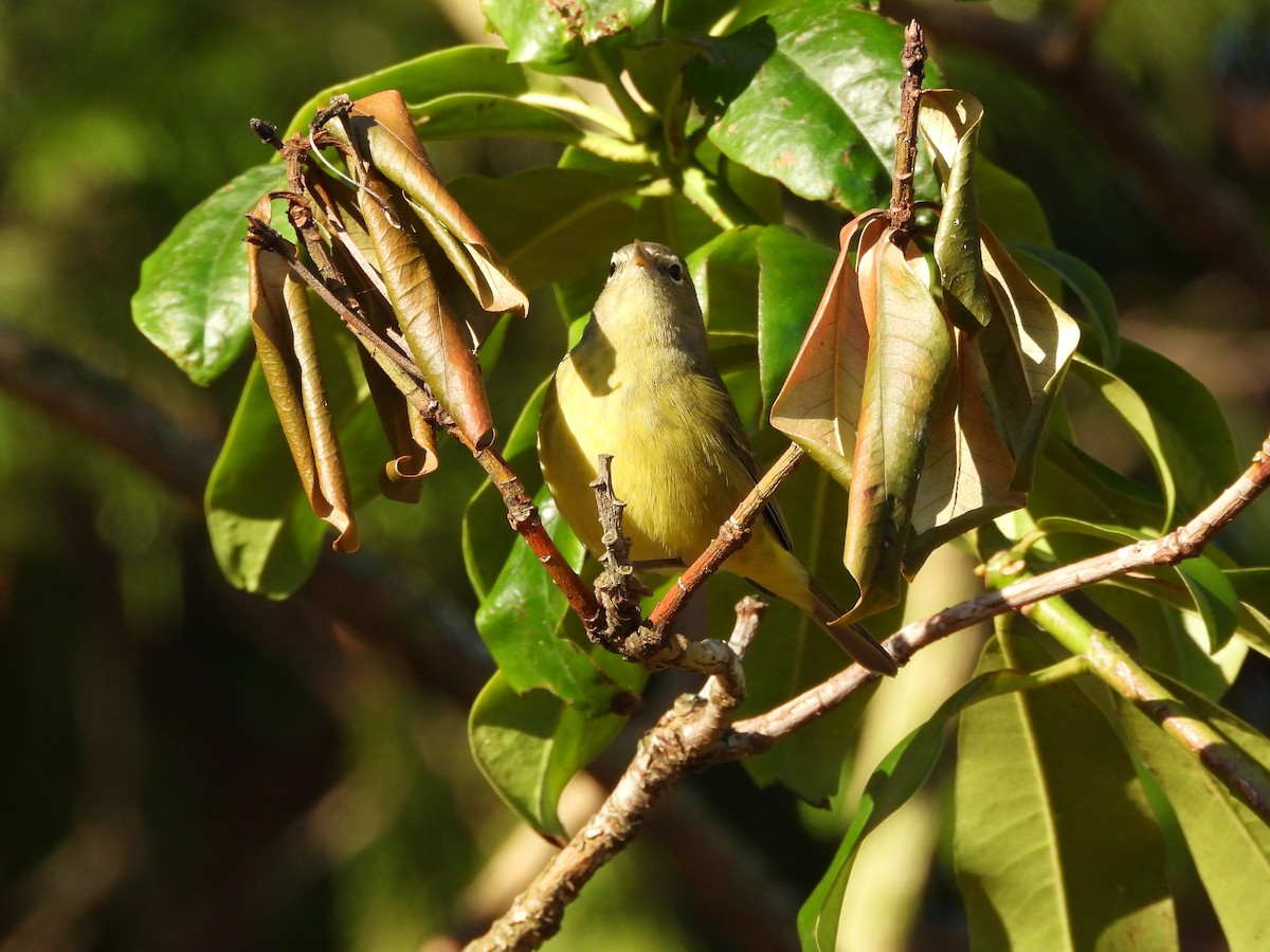 Orange-crowned Warbler - ML646154121
