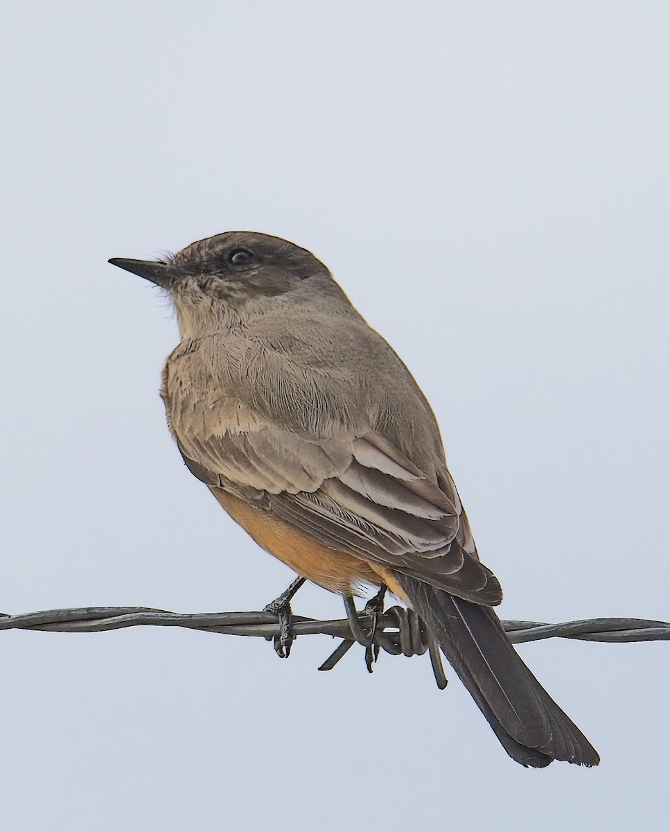 Say's Phoebe - ML646154123