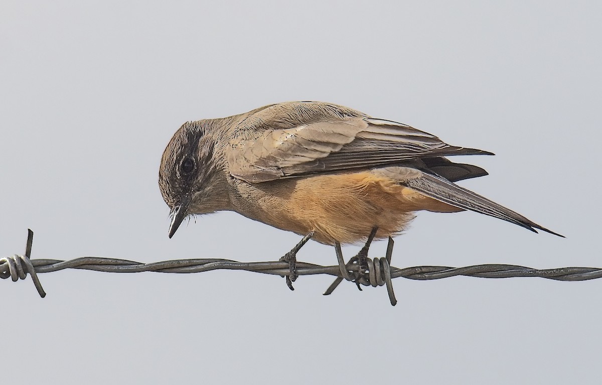 Say's Phoebe - ML646154124