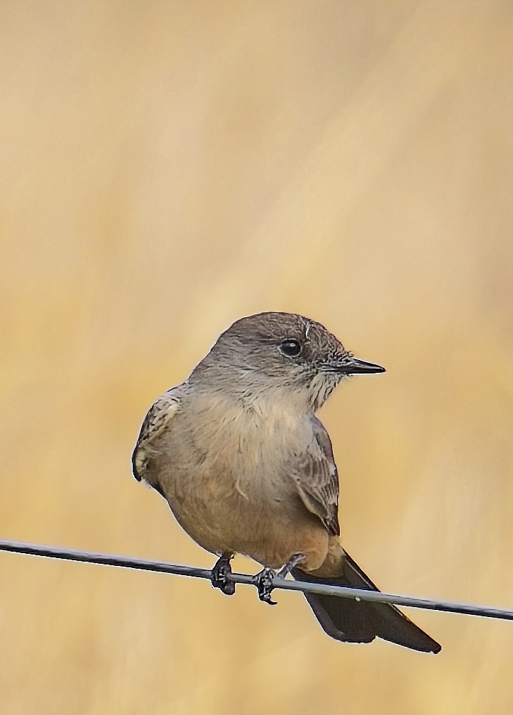 Say's Phoebe - ML646154125