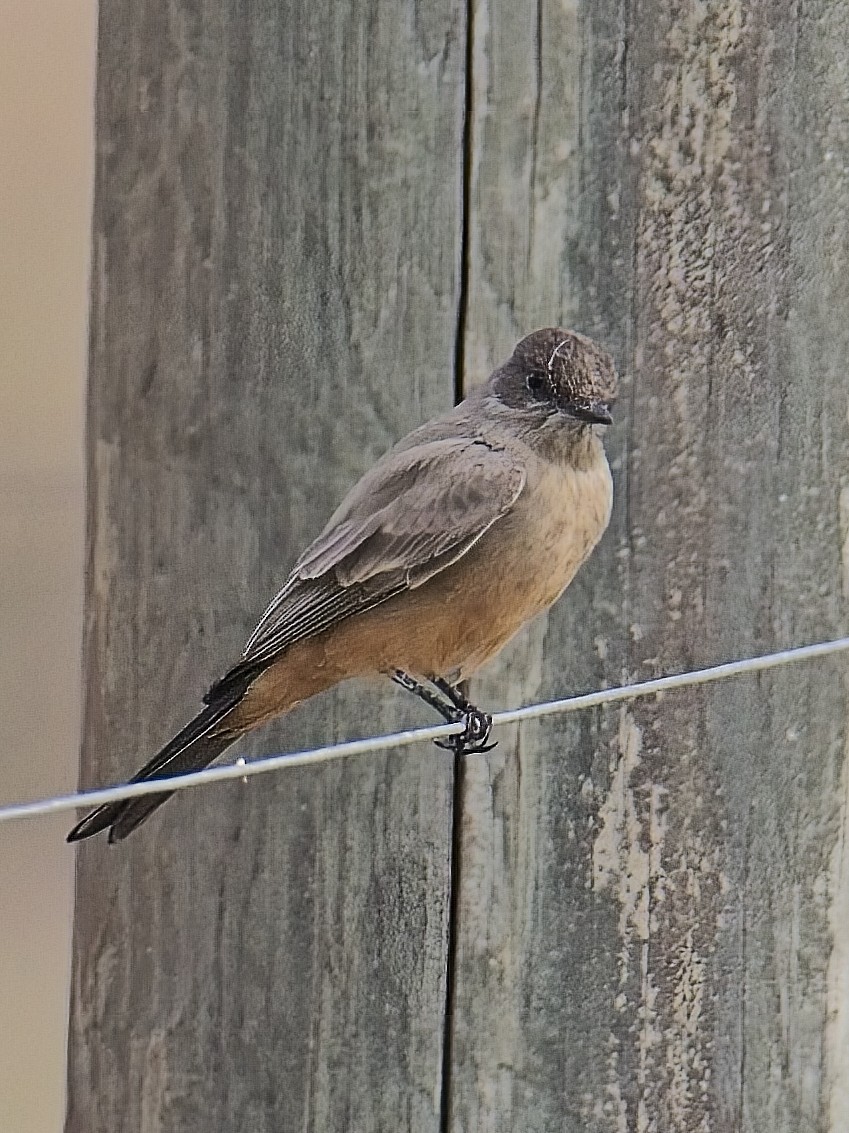 Say's Phoebe - ML646154126