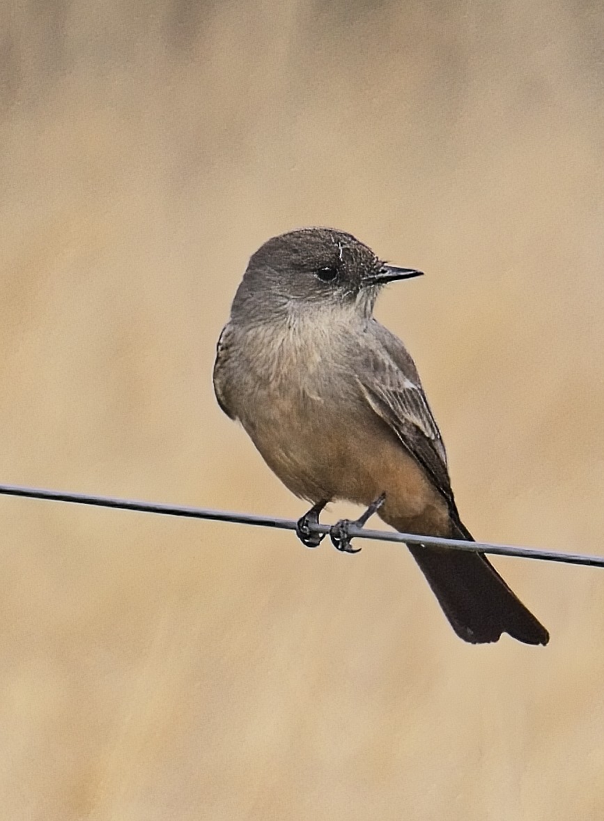 Say's Phoebe - ML646154127