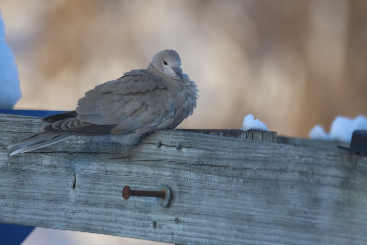 Eurasian Collared-Dove - ML646154129