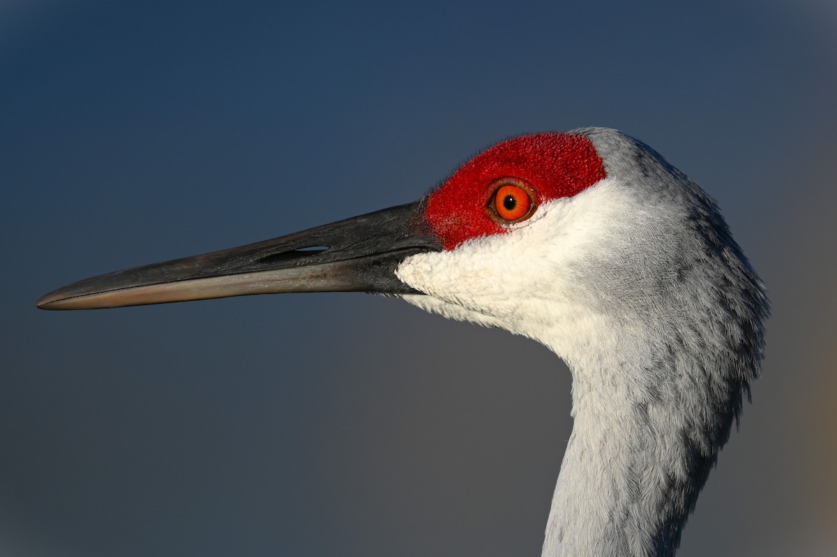 Kanadakranich - ML646154136