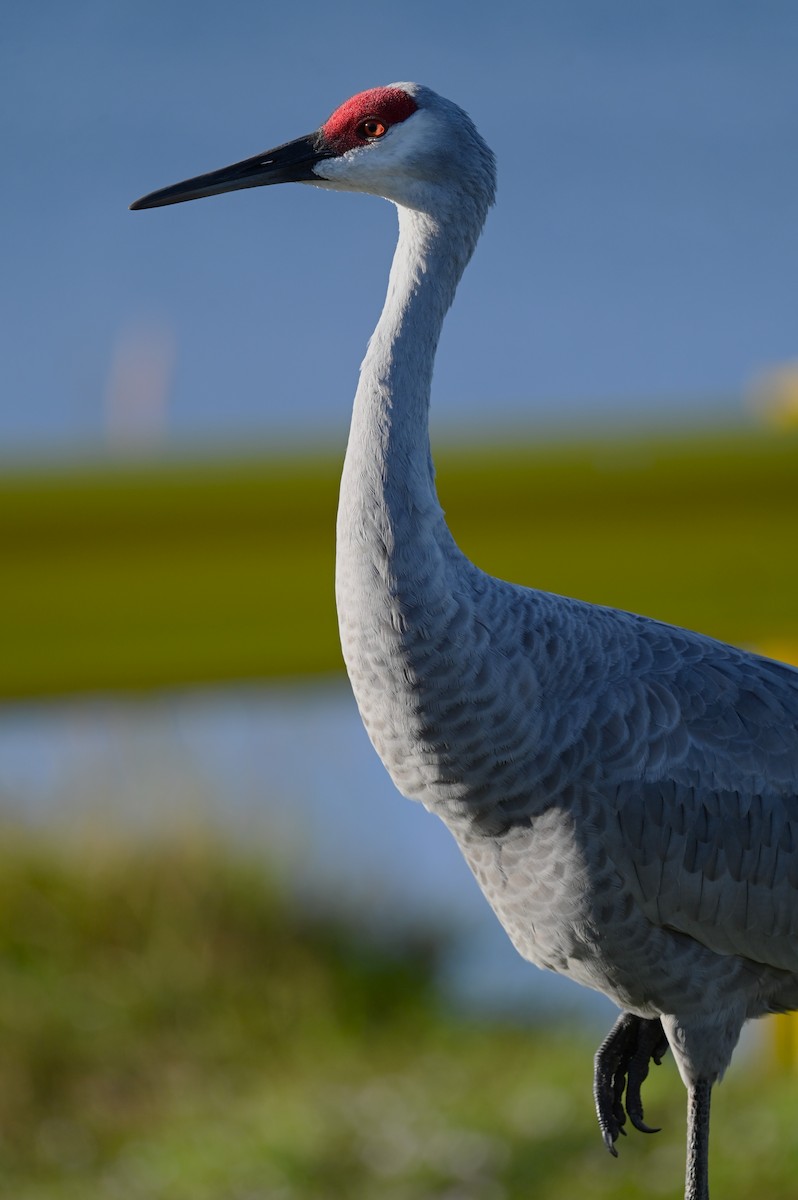 Kanadakranich - ML646154137