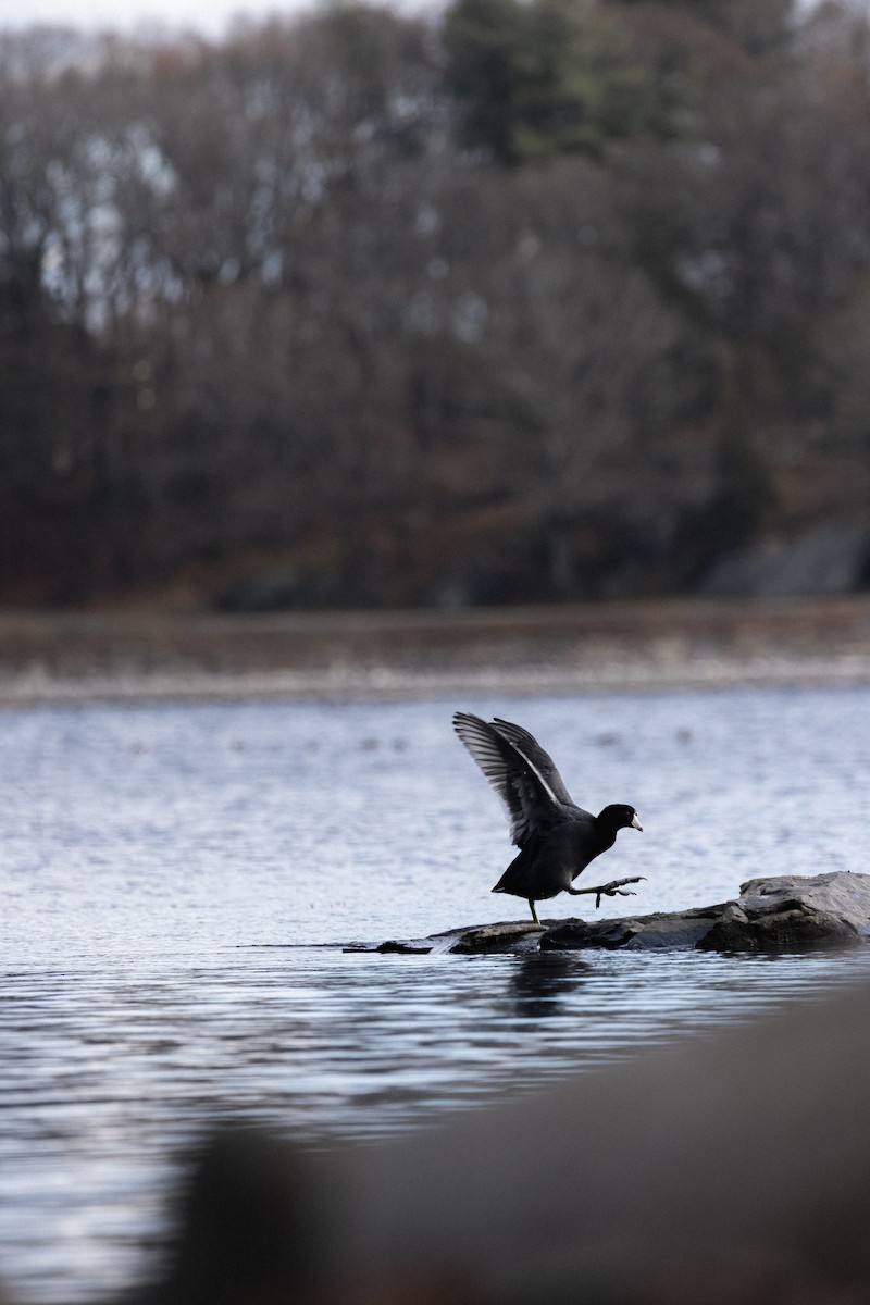 American Coot - ML646154139