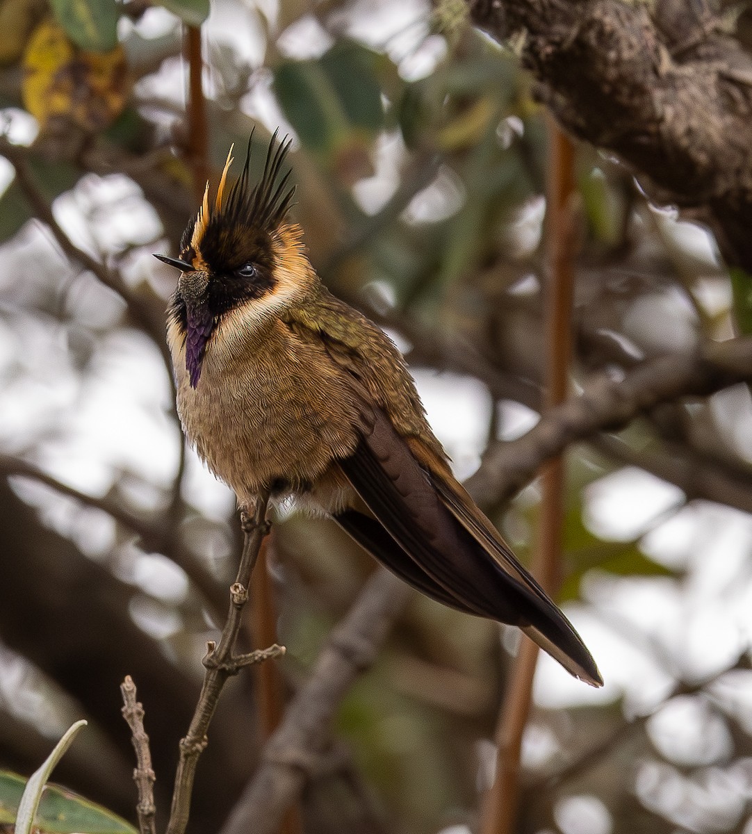 Buffy Helmetcrest - ML646154140
