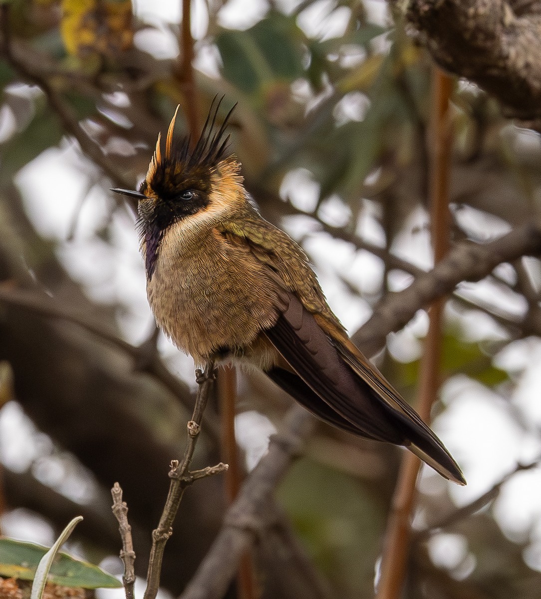 Buffy Helmetcrest - ML646154141