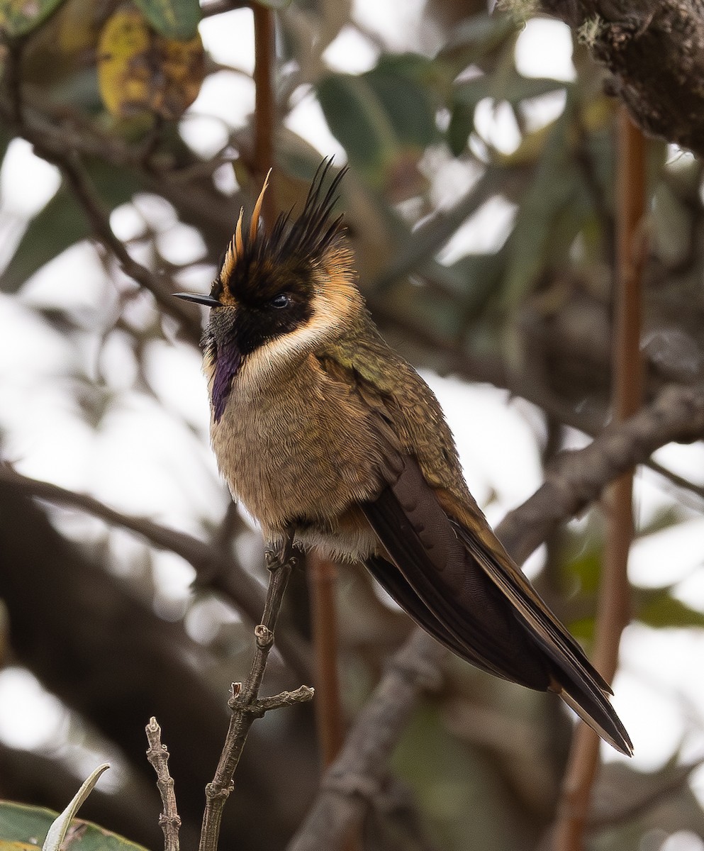 Buffy Helmetcrest - ML646154142