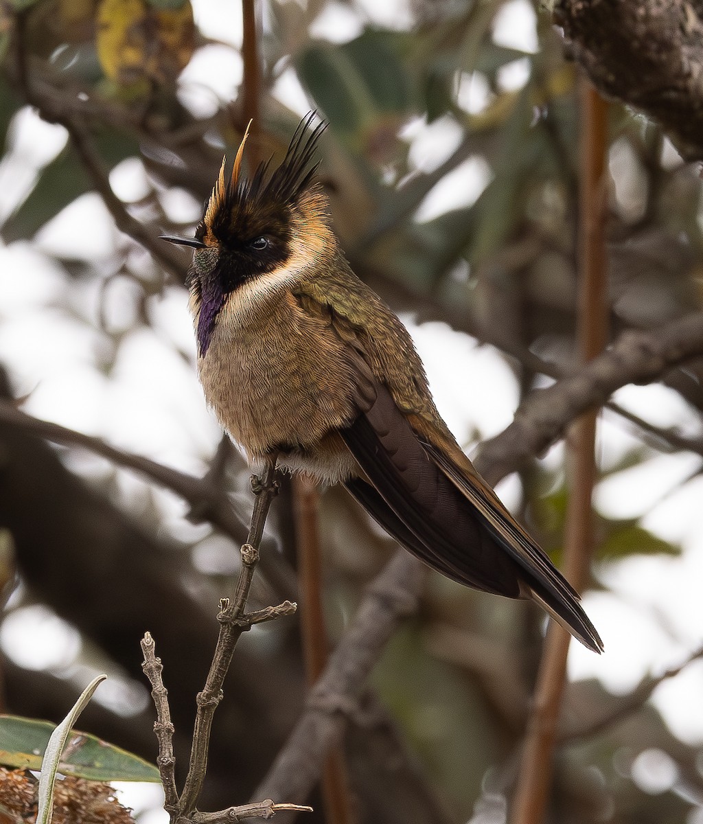 Buffy Helmetcrest - ML646154143