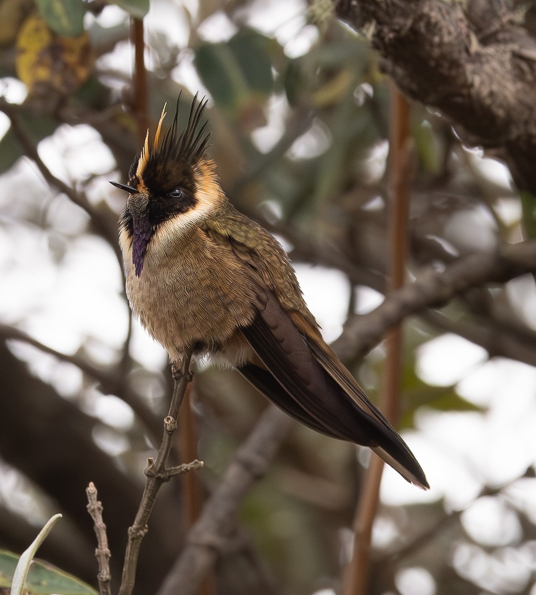 Buffy Helmetcrest - ML646154144