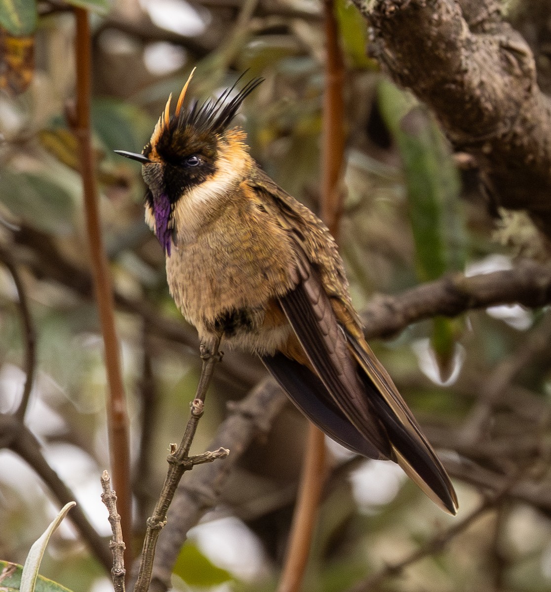 Buffy Helmetcrest - ML646154145