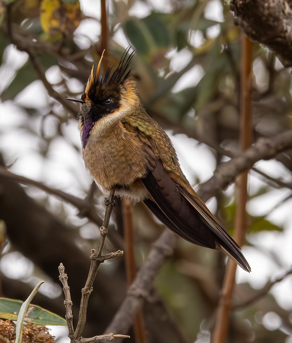 Buffy Helmetcrest - ML646154146