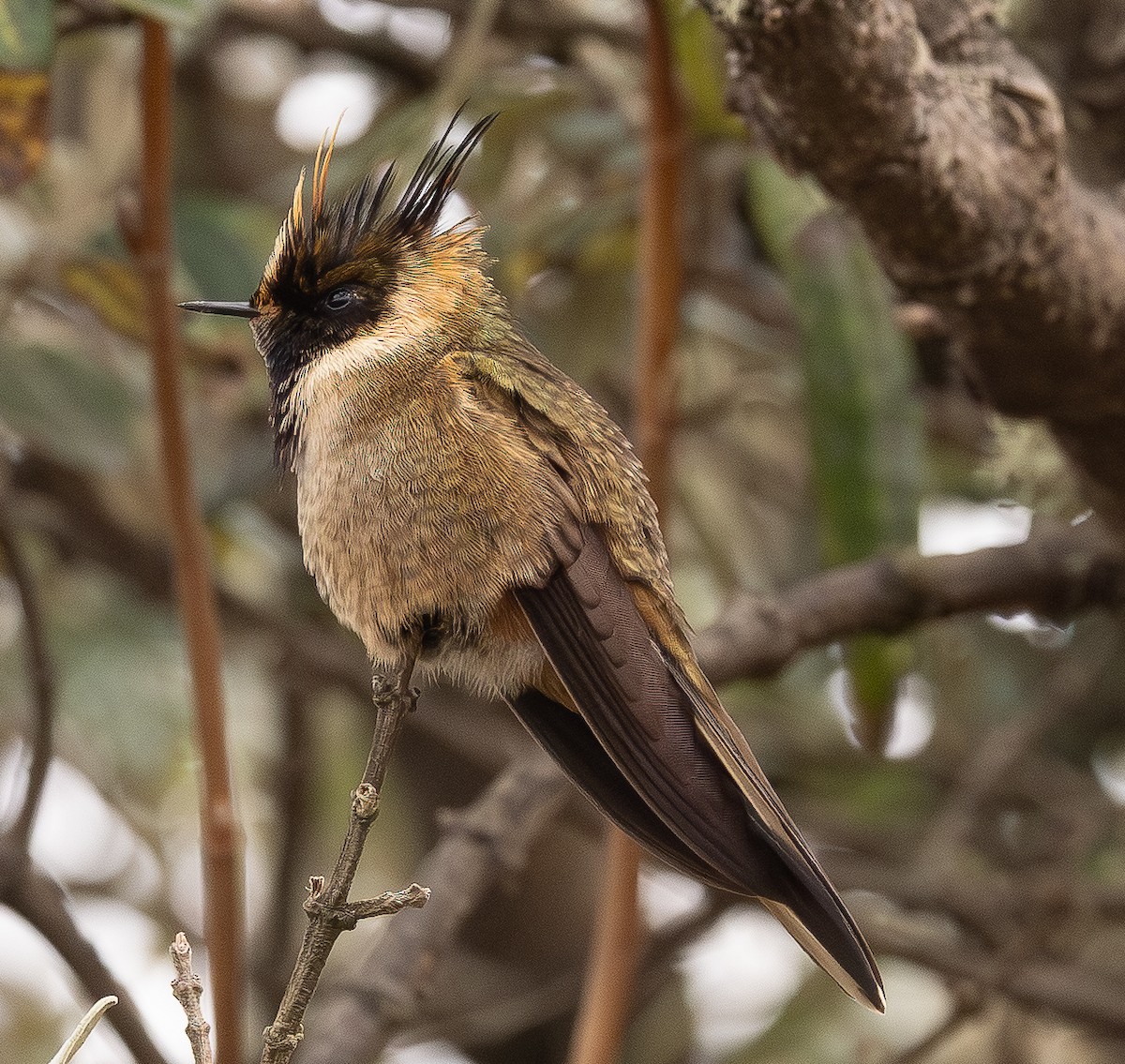 Buffy Helmetcrest - ML646154147