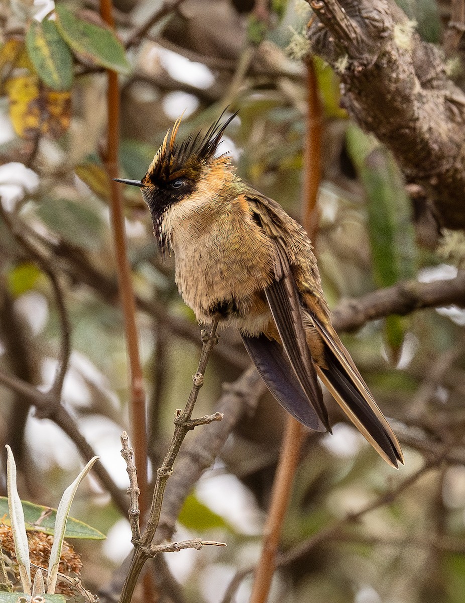 Buffy Helmetcrest - ML646154148