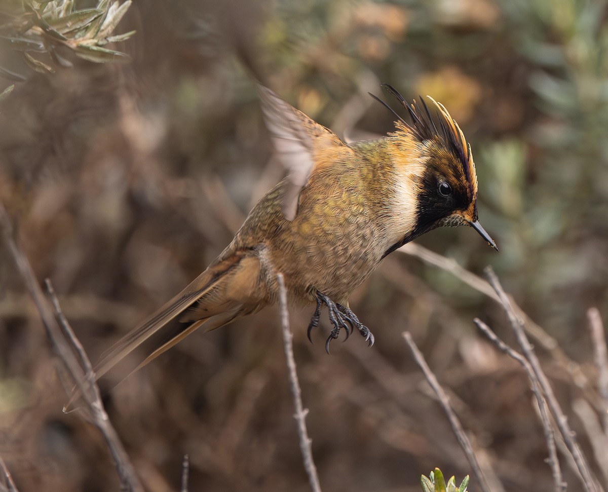 Buffy Helmetcrest - ML646154149