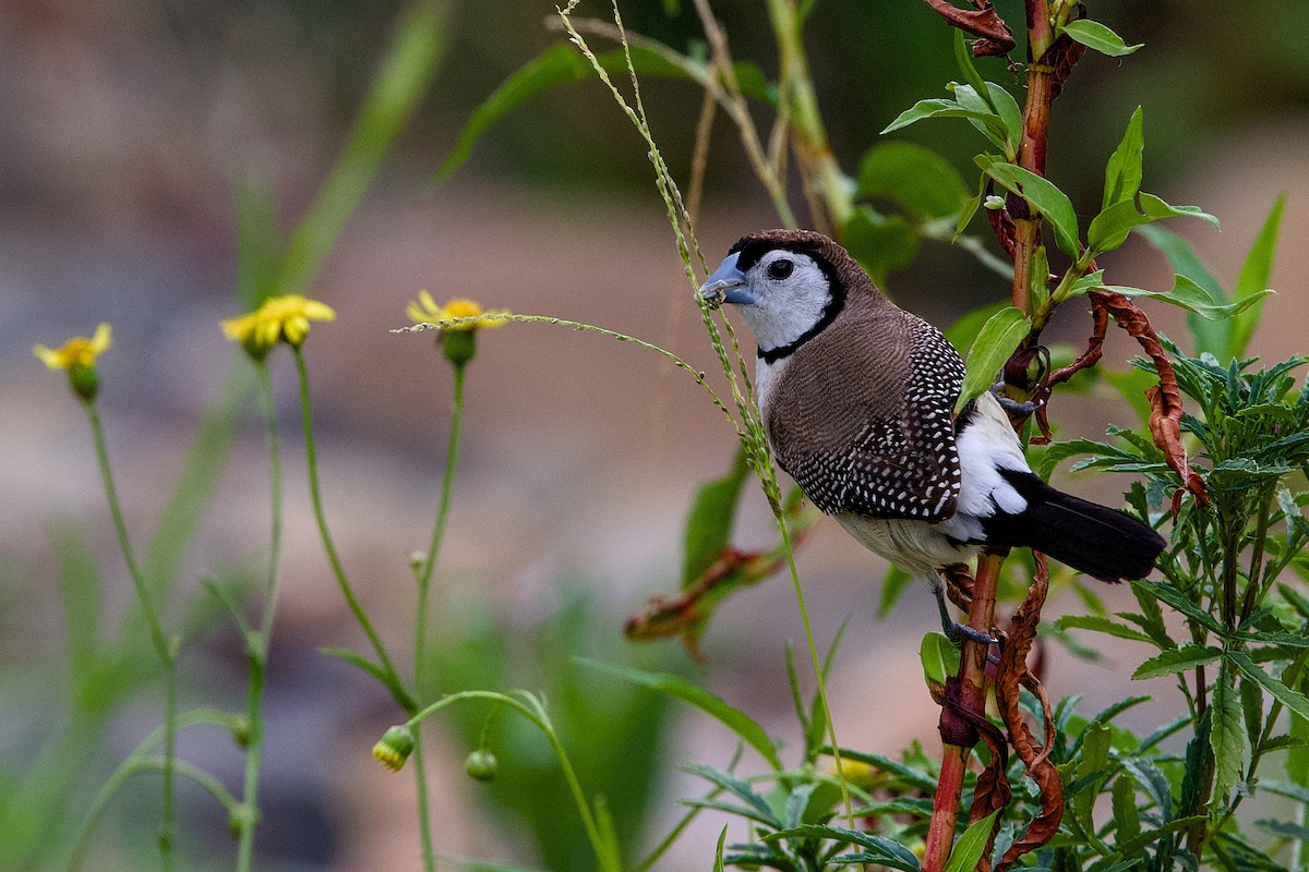 Double-barred Finch - ML646154172