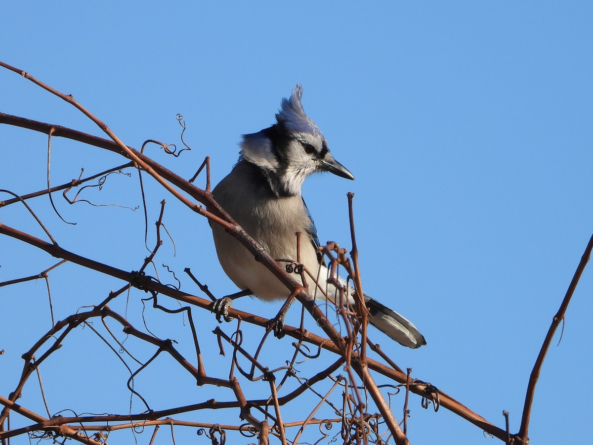 Blue Jay - ML646154177
