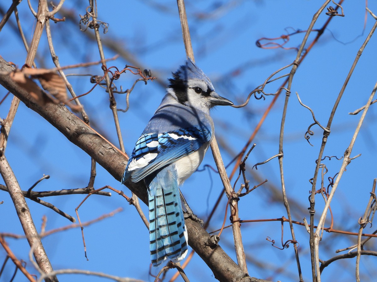 Blue Jay - ML646154180