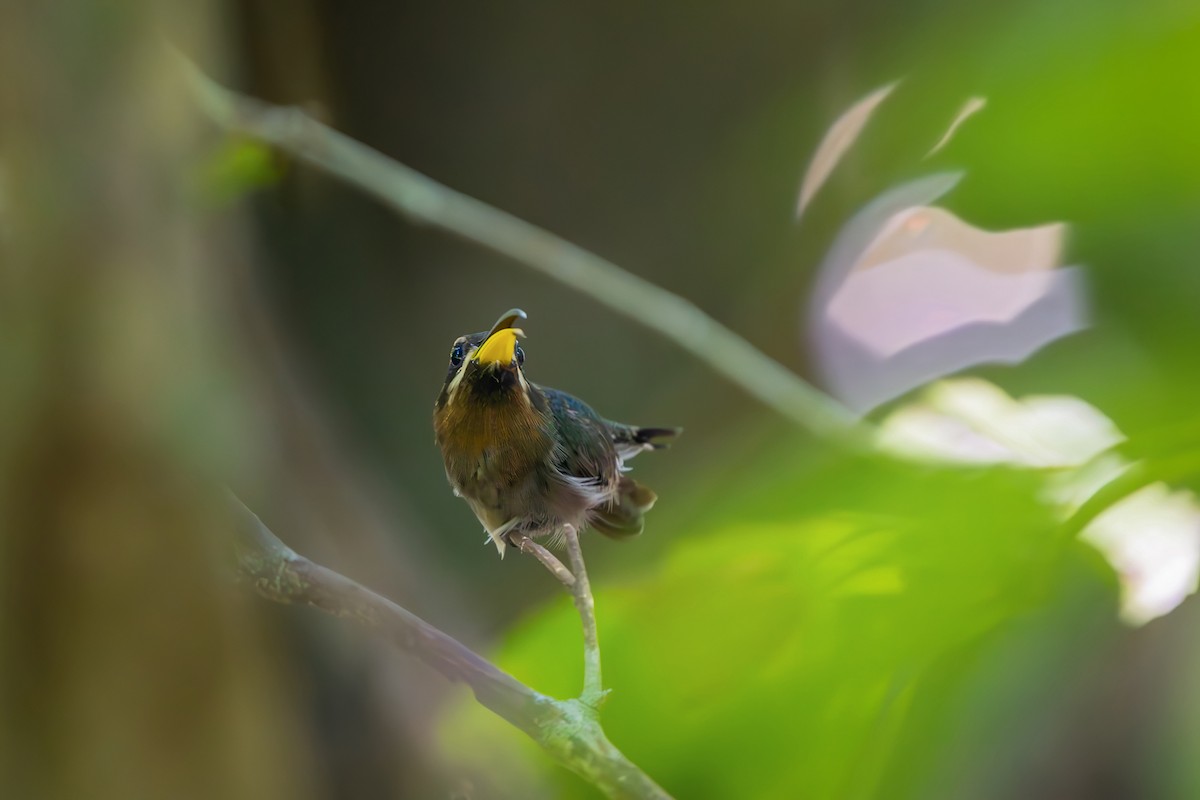 Minute Hermit - ML646154182