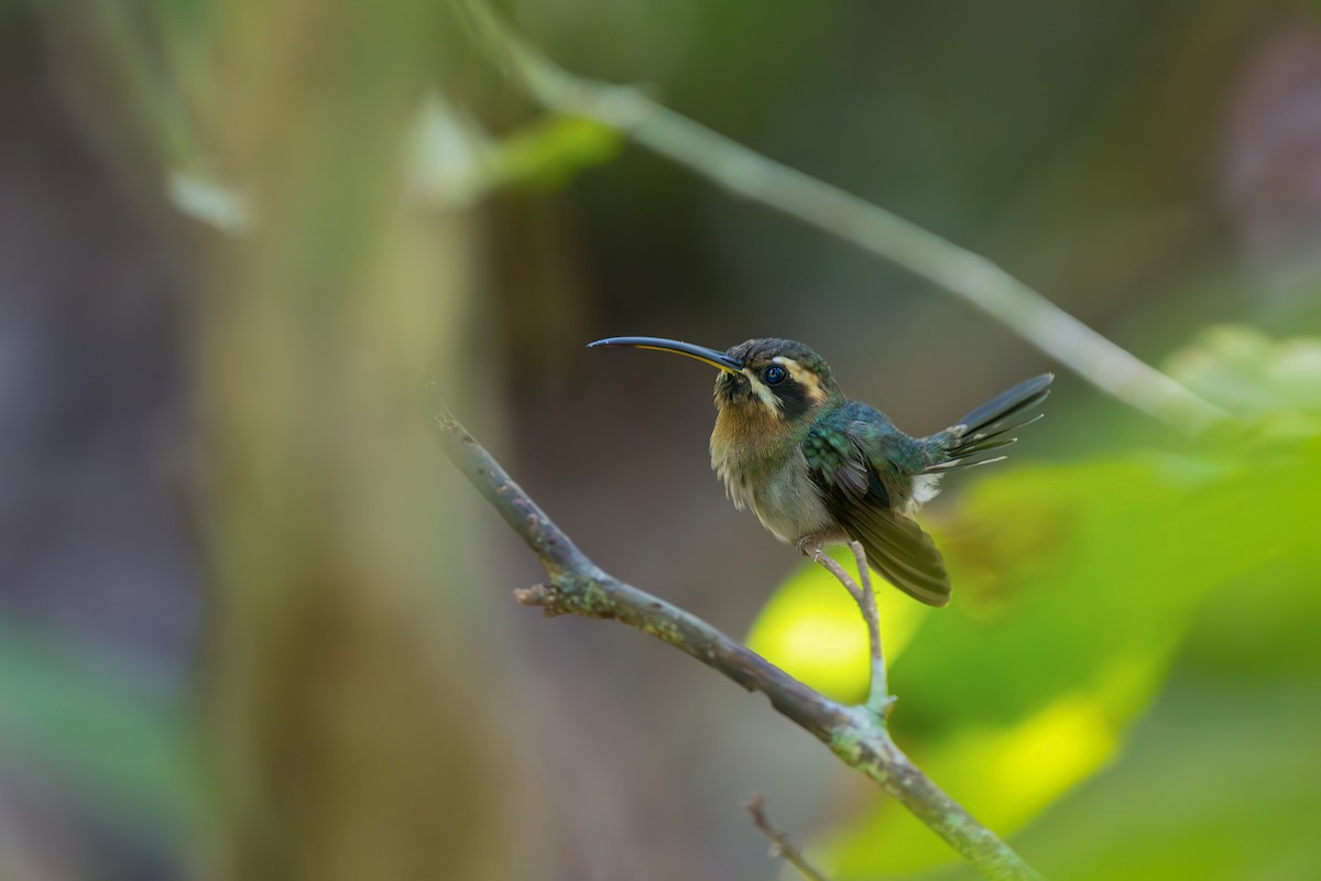 Minute Hermit - ML646154183