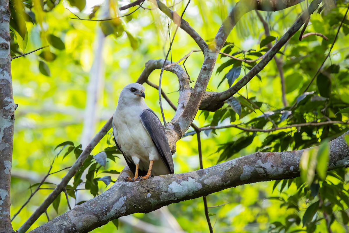 White-necked Hawk - ML646154206