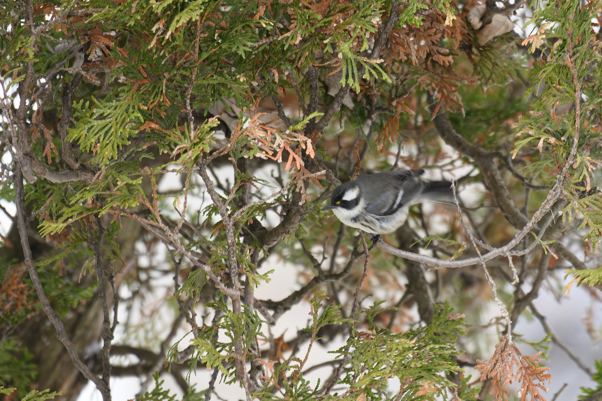 Black-throated Gray Warbler - ML646154208