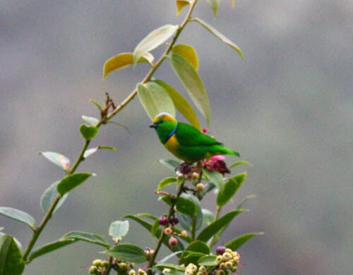 Golden-browed Chlorophonia - ML646154210