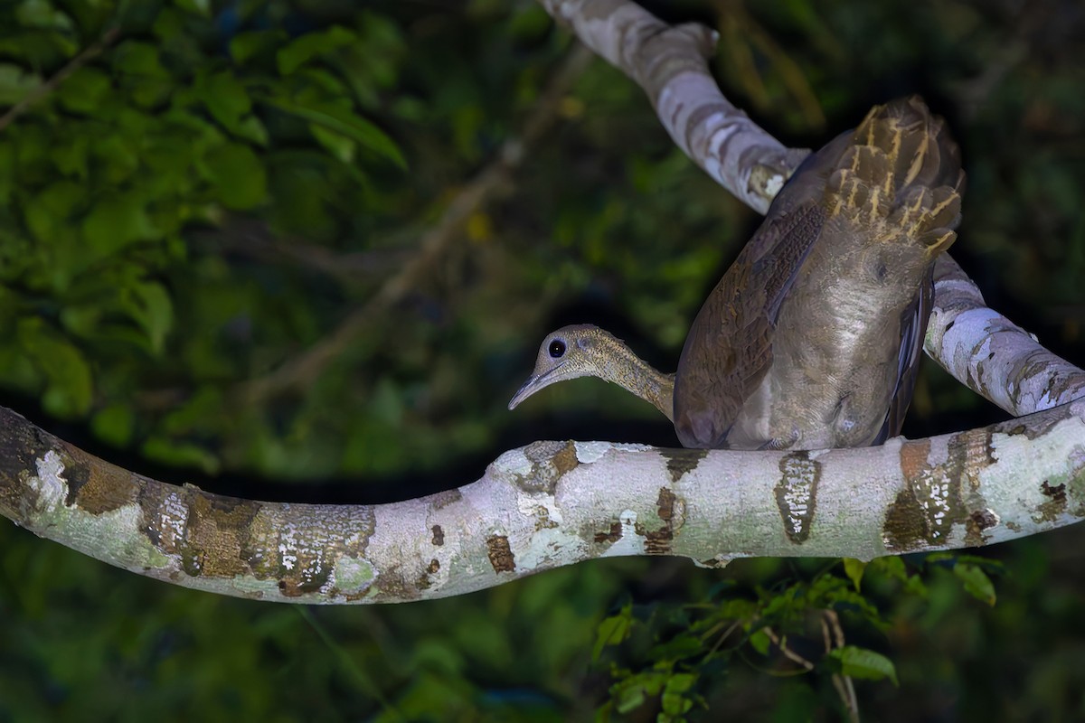 Solitary Tinamou - ML646154211