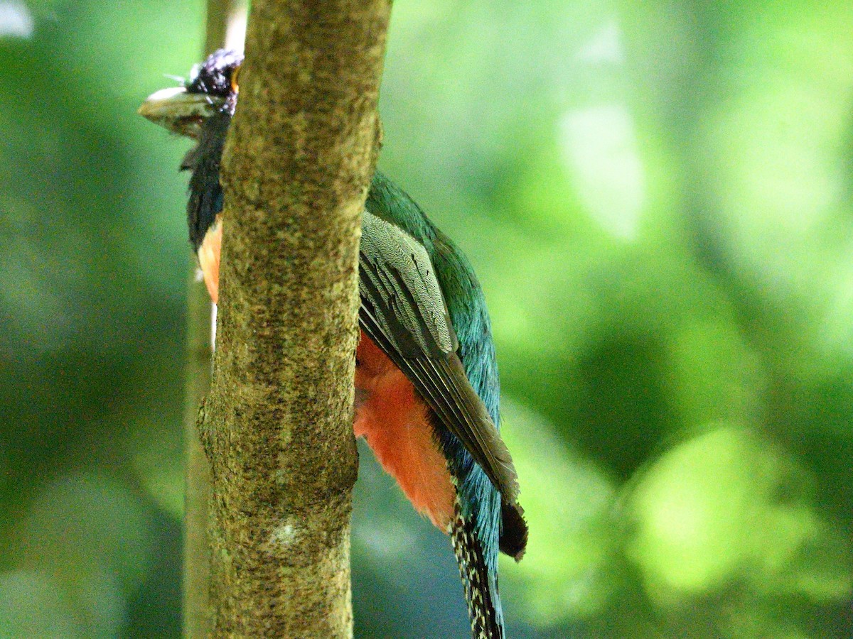 Blue-crowned Trogon - ML646154218