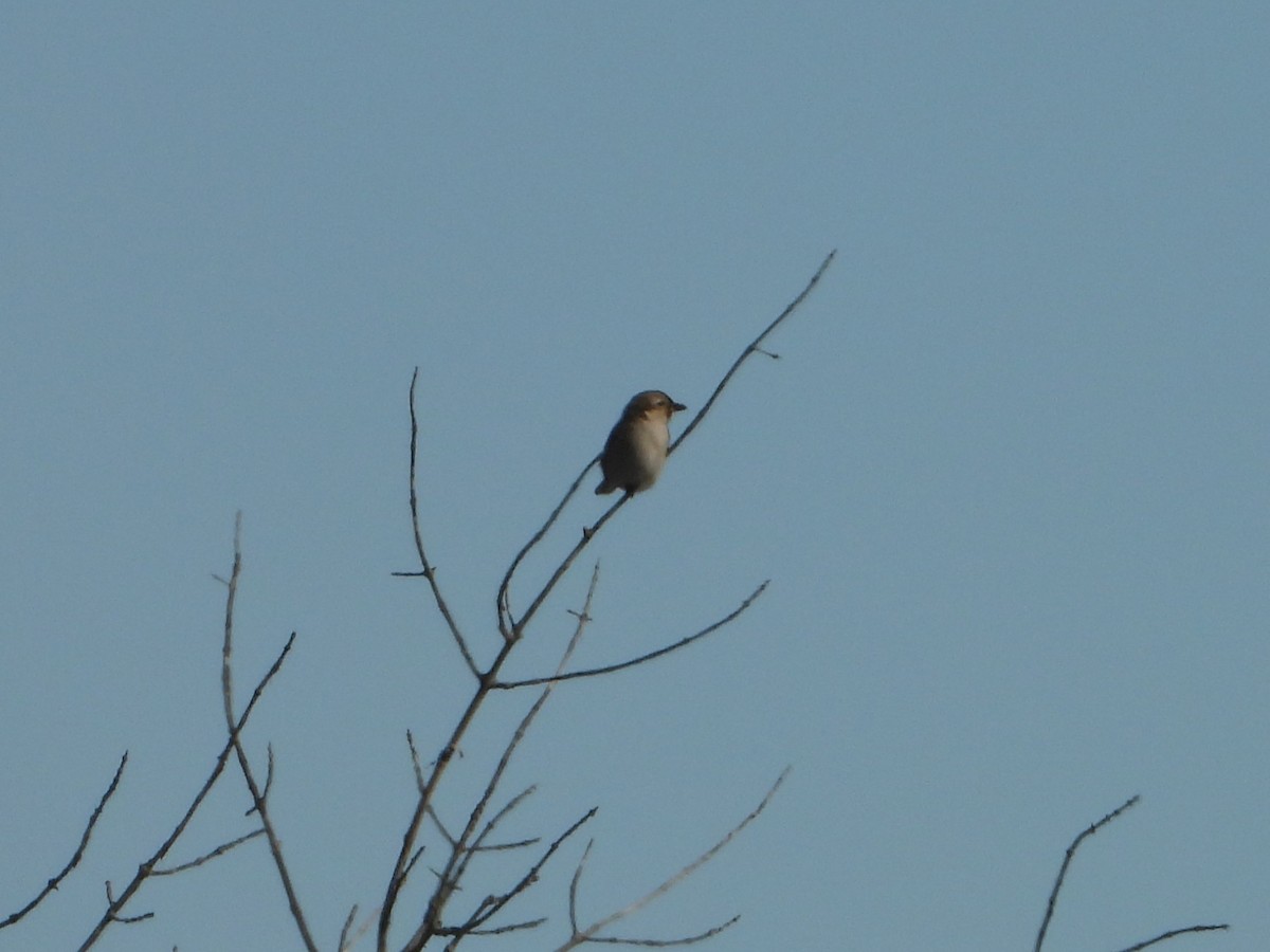 borealvarsler - ML646154225