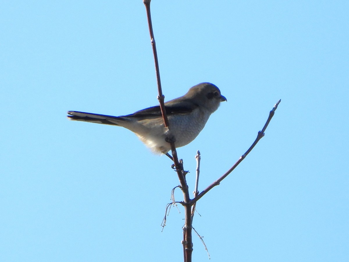 borealvarsler - ML646154227