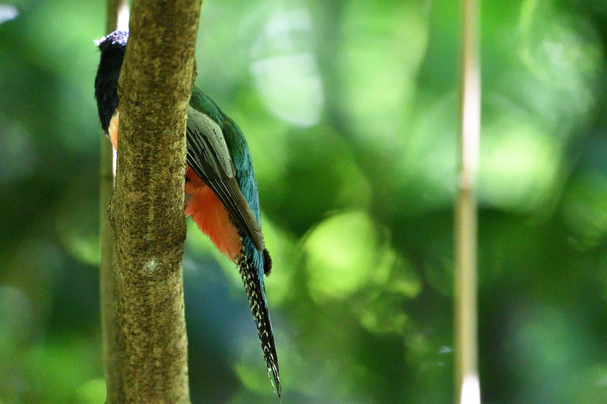 Blue-crowned Trogon - ML646154232