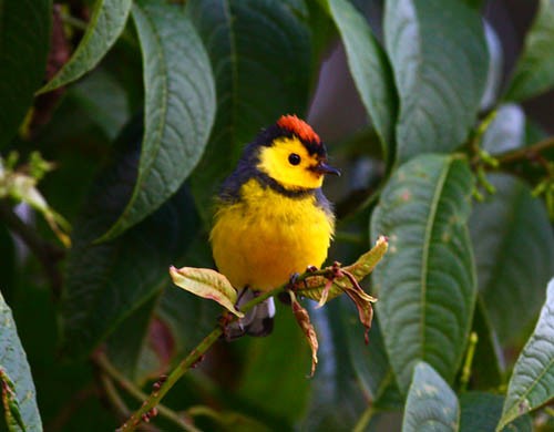 Collared Redstart - ML646154239