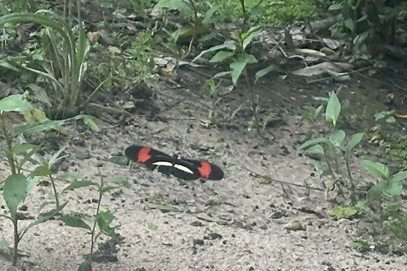 Animals - ML646154240