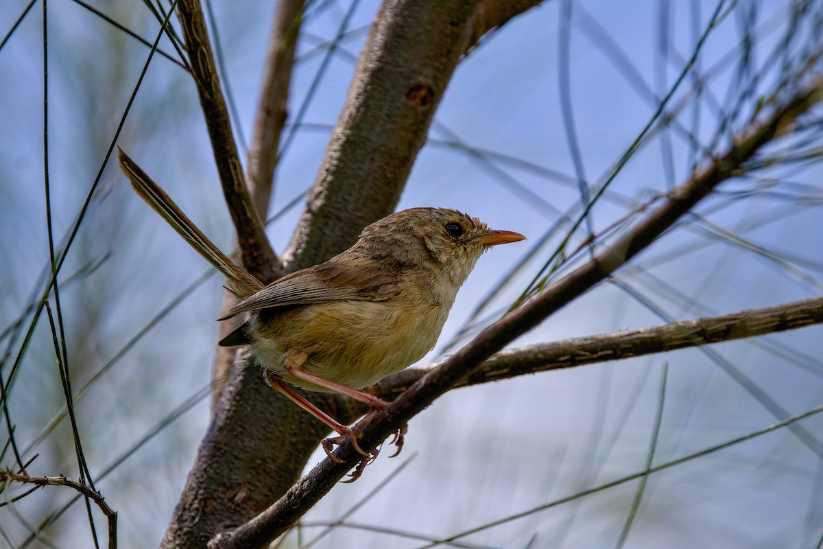 Red-backed Fairywren - ML646154241
