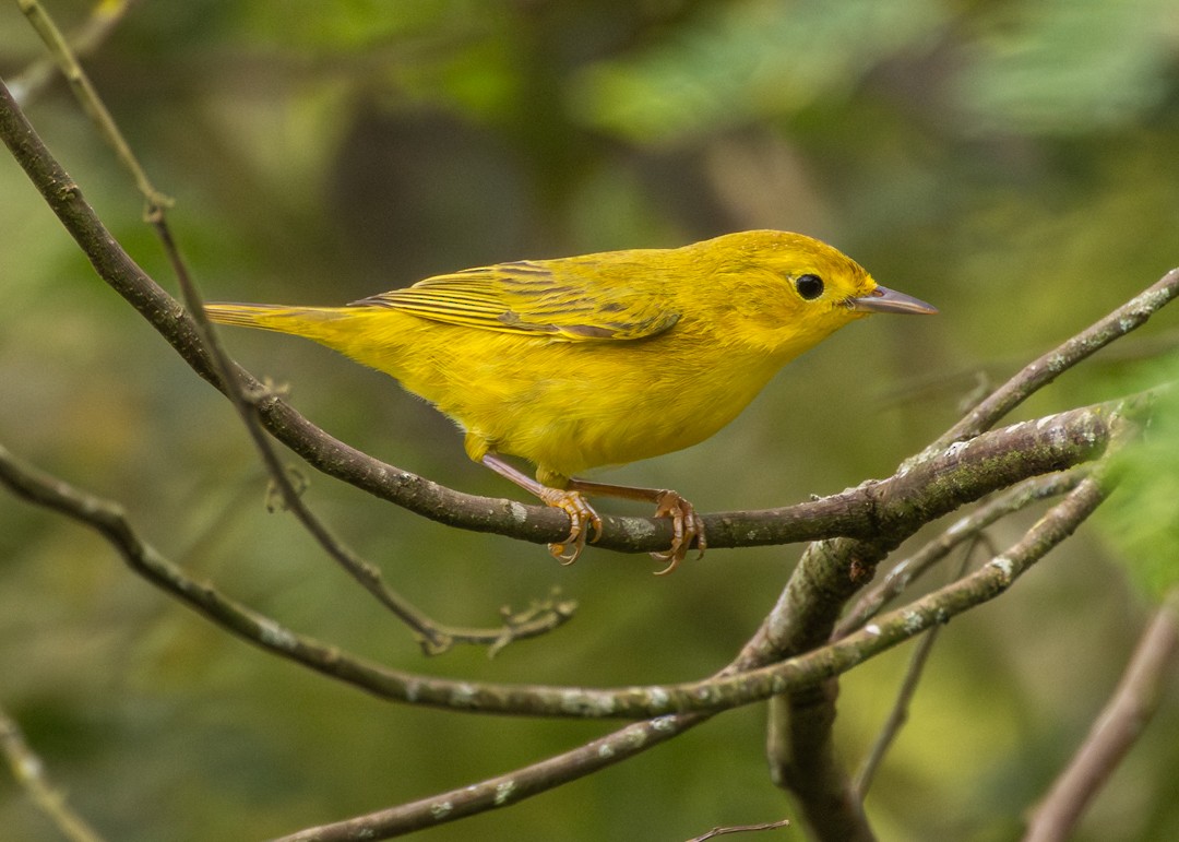 Northern Yellow Warbler - ML646154253