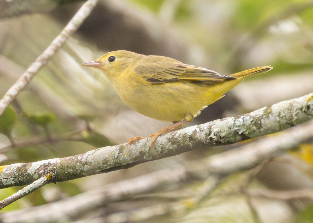 Northern Yellow Warbler - ML646154254