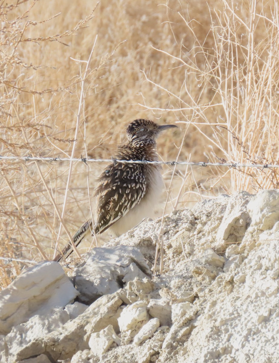 Greater Roadrunner - ML646154256